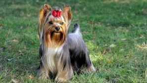 Všetko o yorkshire teriér: popis, charakter, obsah a starostlivosť